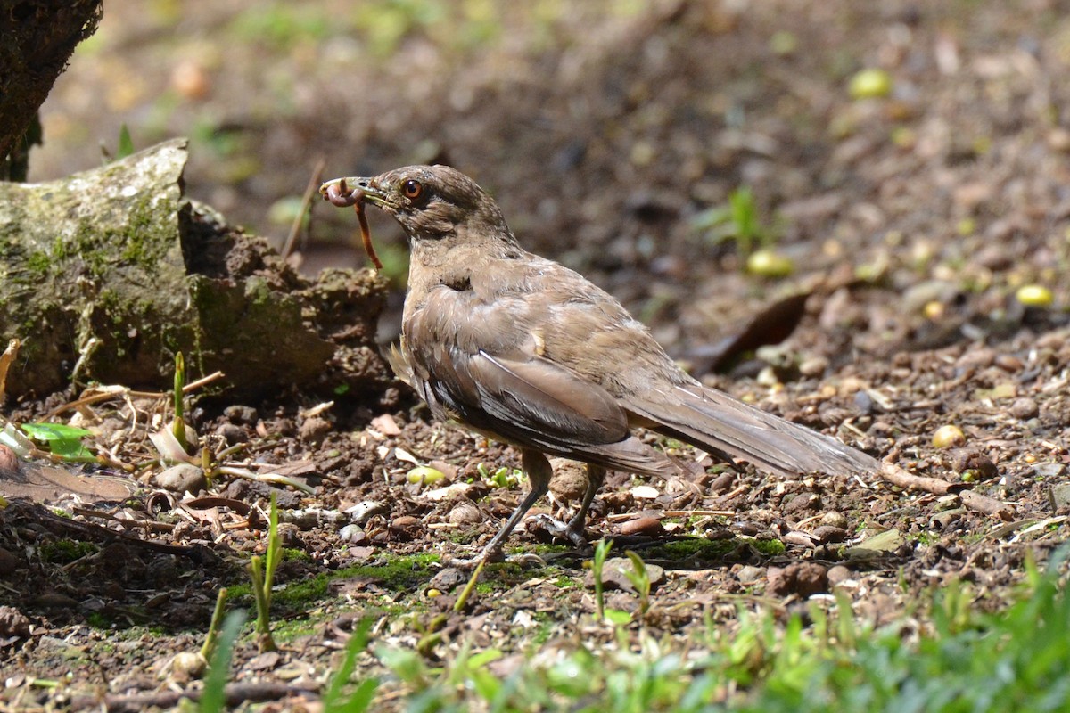 Merle fauve - ML647480367