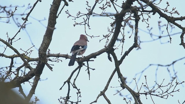 松鴉 - ML647480373