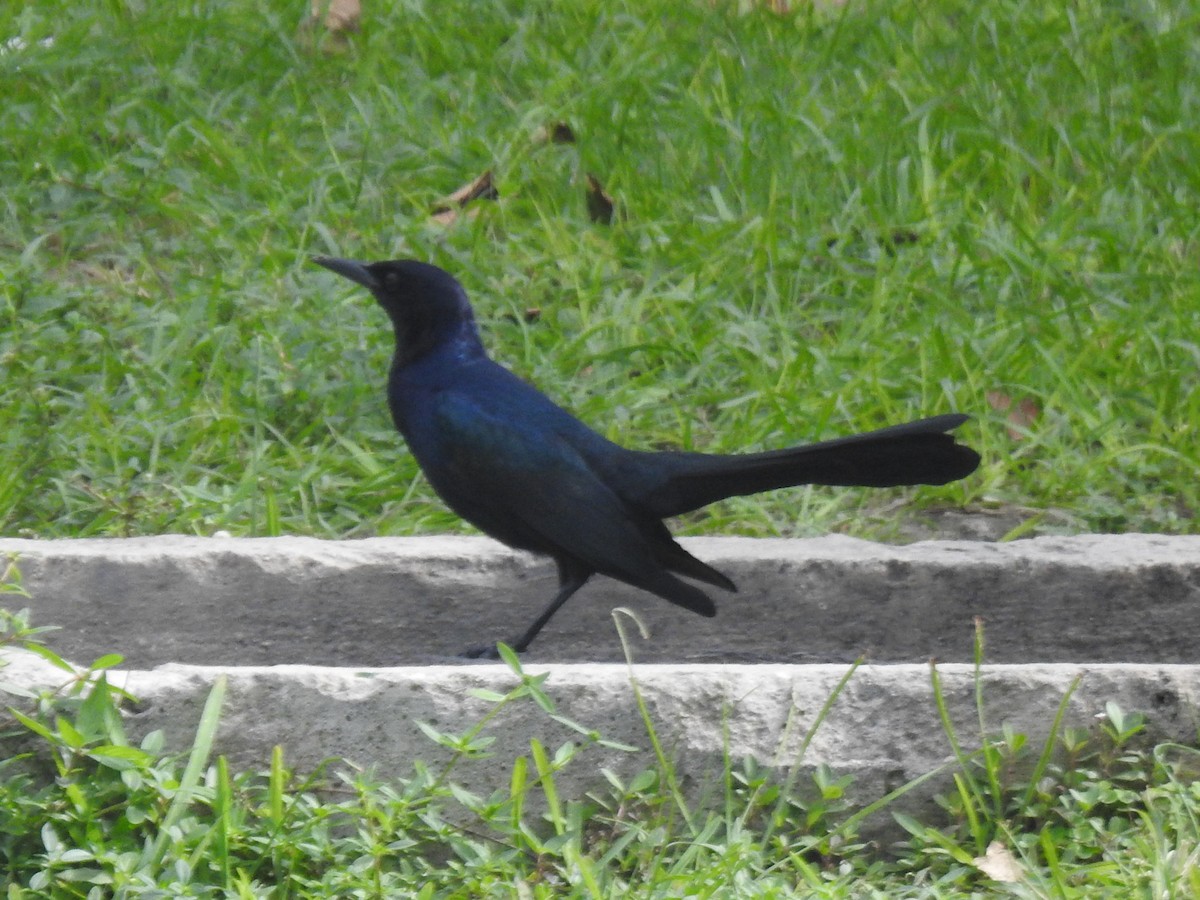 Гракл прибережний - ML647480377