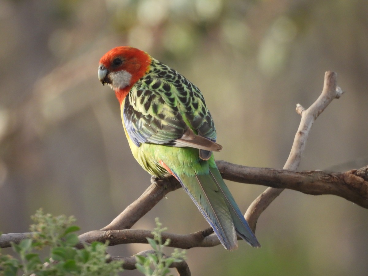 Eastern Rosella - ML647480378