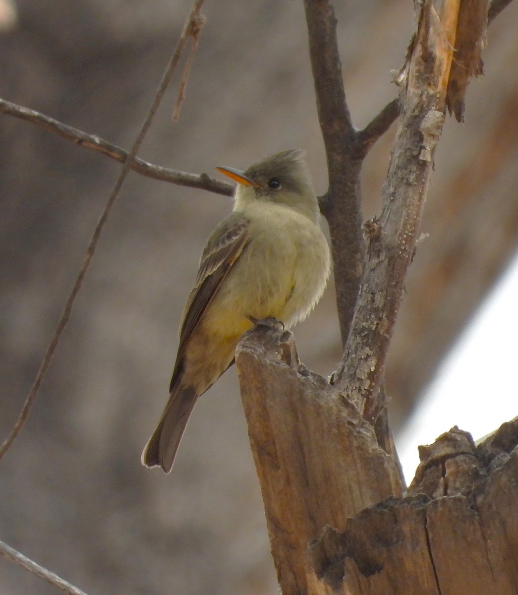 Піві великий - ML647480379
