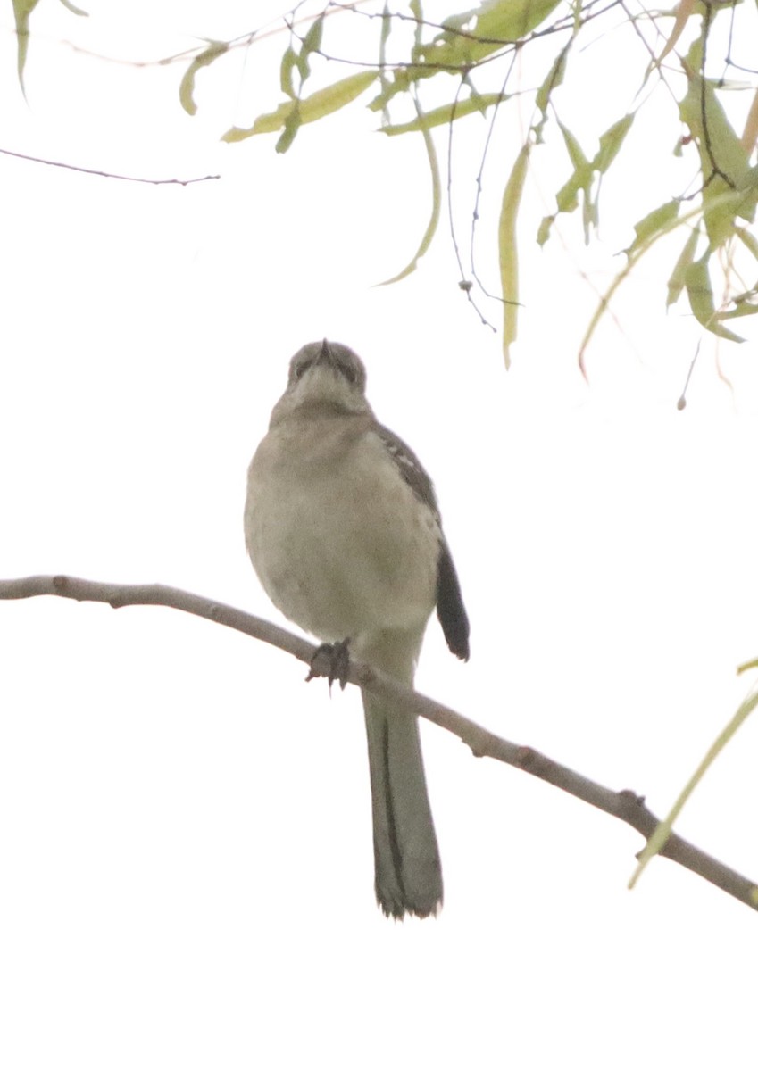 Northern Mockingbird - ML647480383