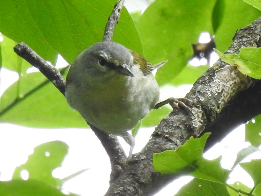 Tennesse Ötleğeni - ML647480387