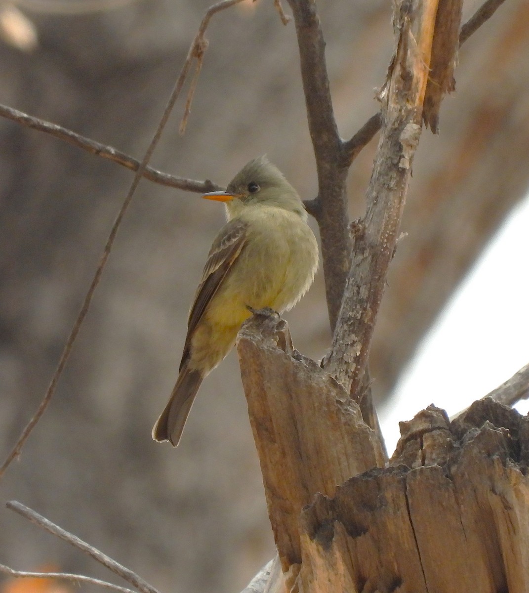 Піві великий - ML647480388