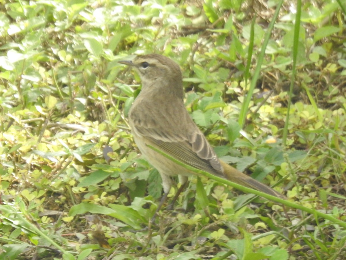 Пісняр-лісовик рудоголовий - ML647480393