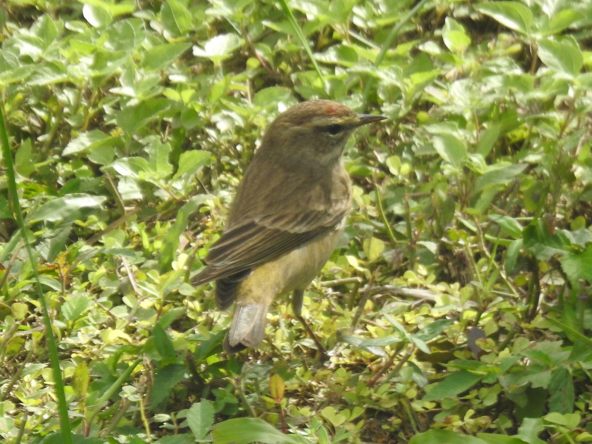 Пісняр-лісовик рудоголовий - ML647480394