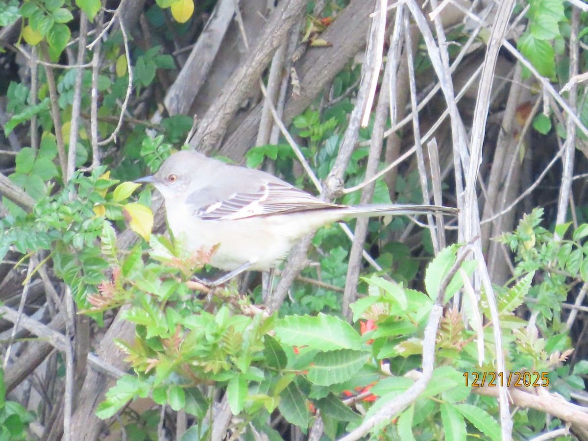 Northern Mockingbird - ML647480398