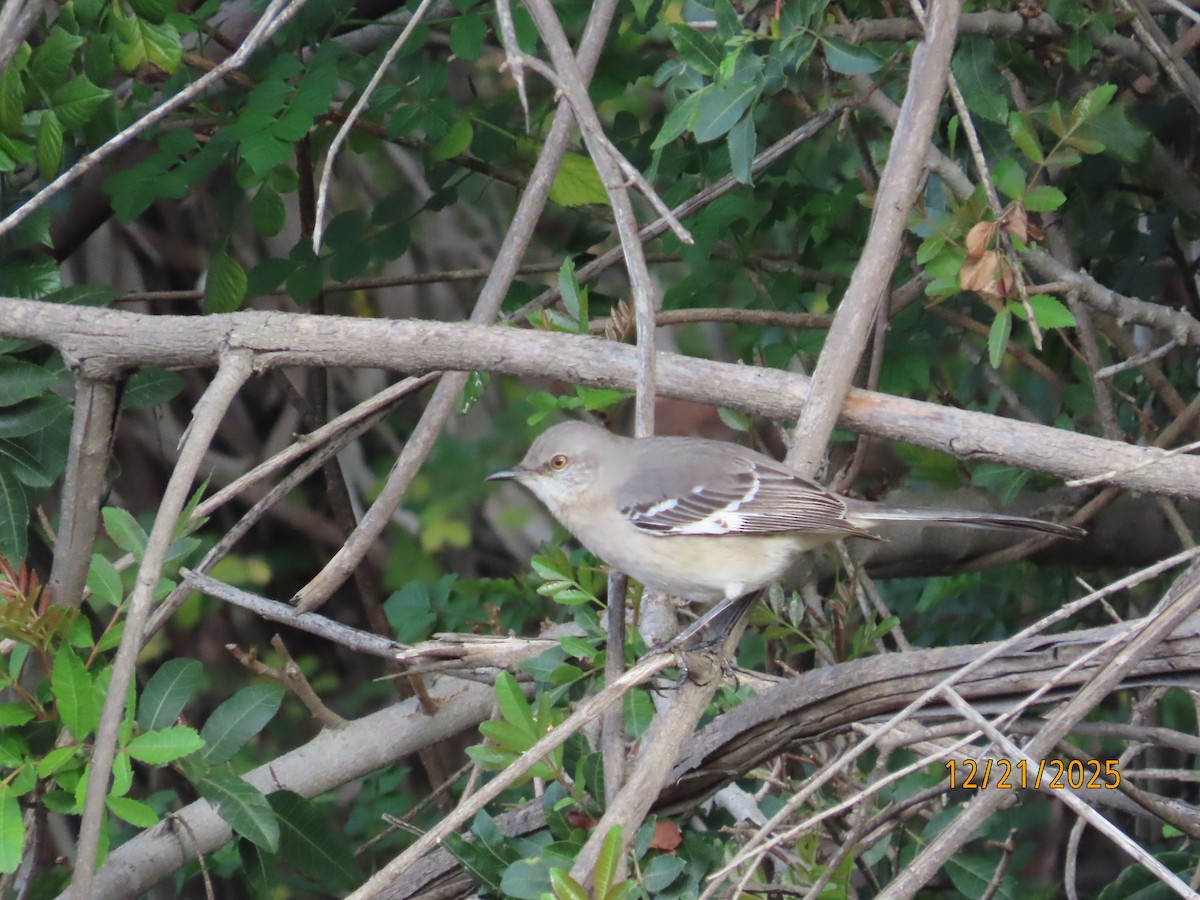 Northern Mockingbird - ML647480399