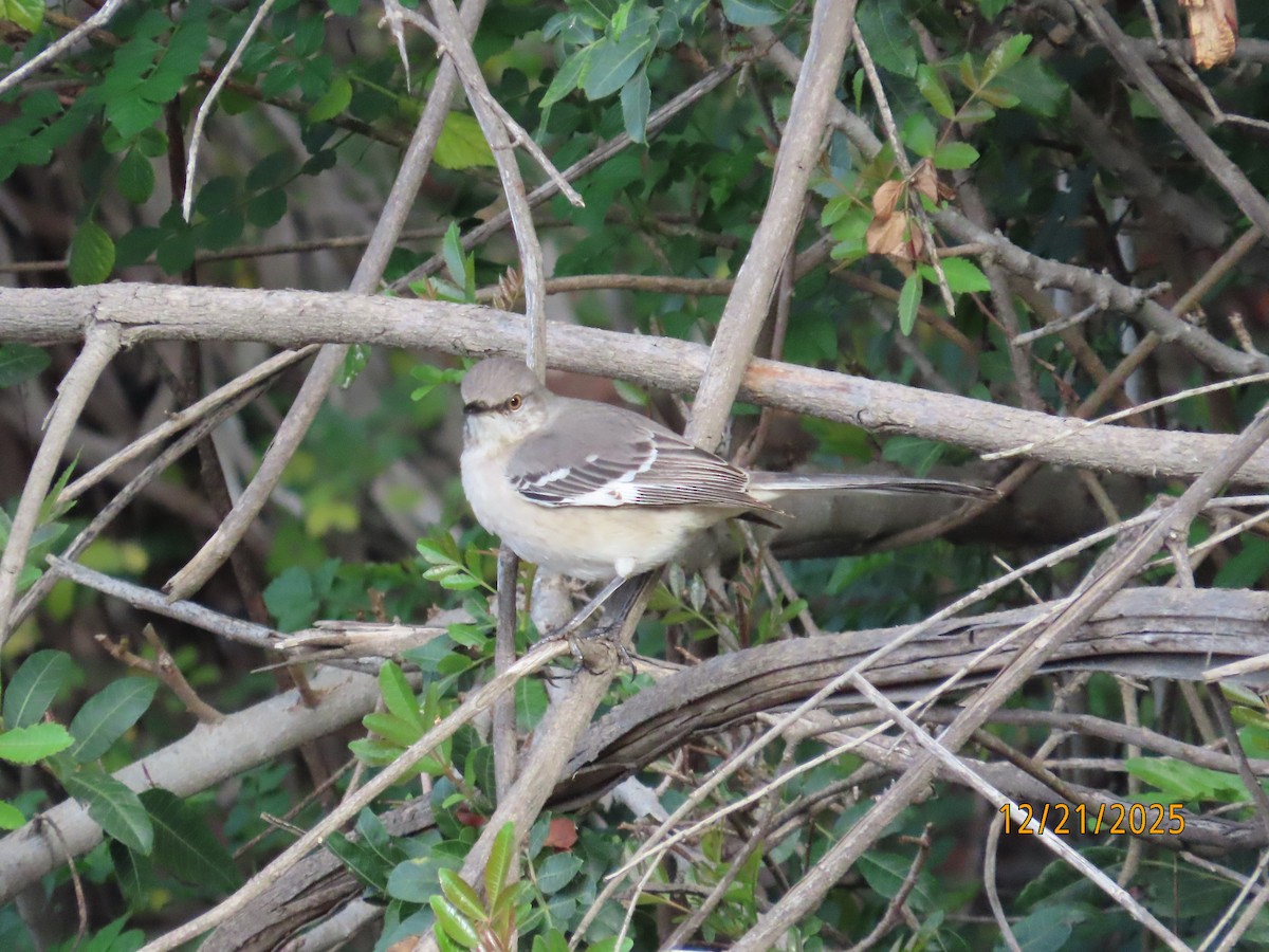 Northern Mockingbird - ML647480400