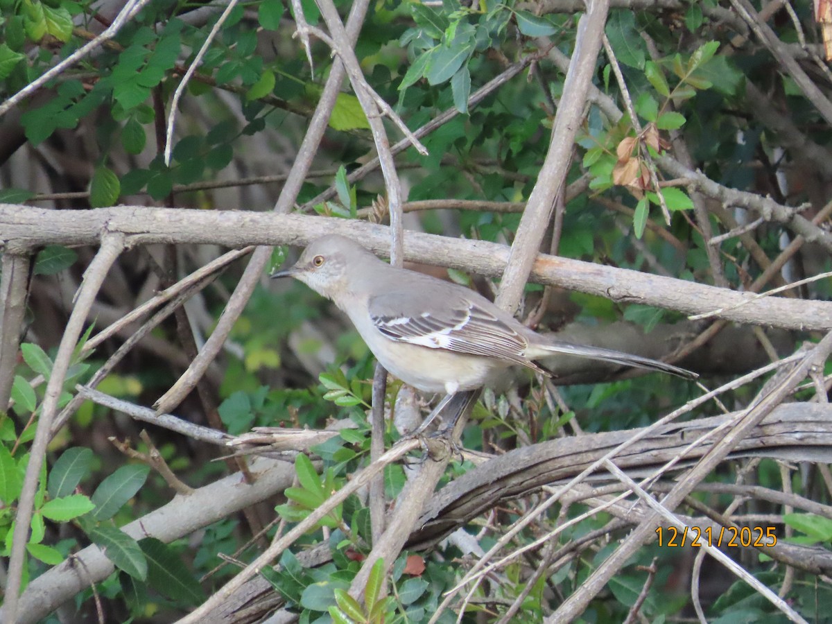 Northern Mockingbird - ML647480401