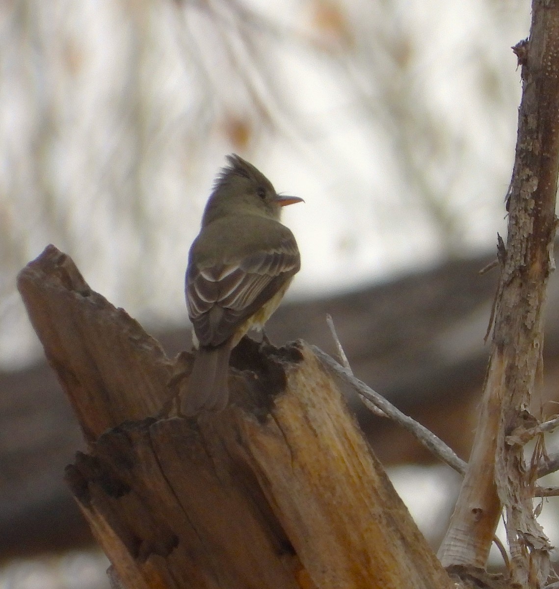 Піві великий - ML647480402