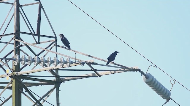 Common Raven - ML647480403