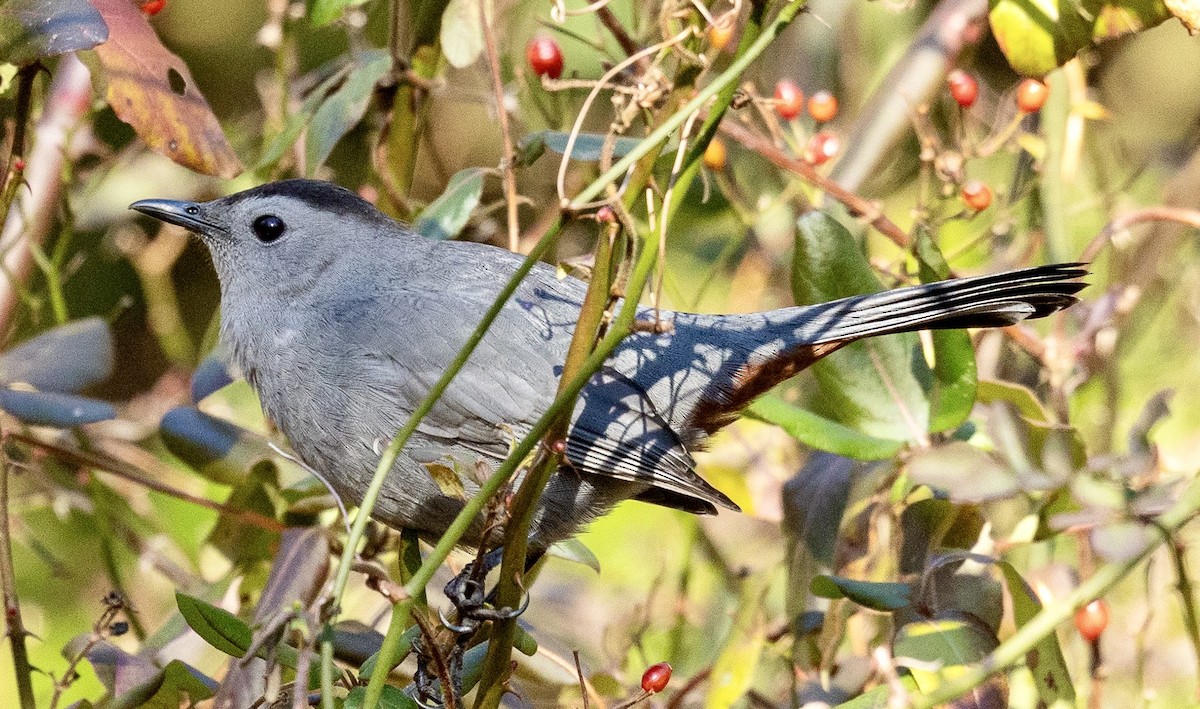Gray Catbird - ML647480425