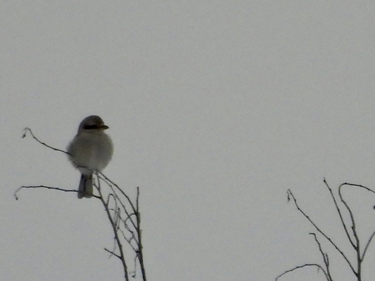 Northern Shrike - ML647480436