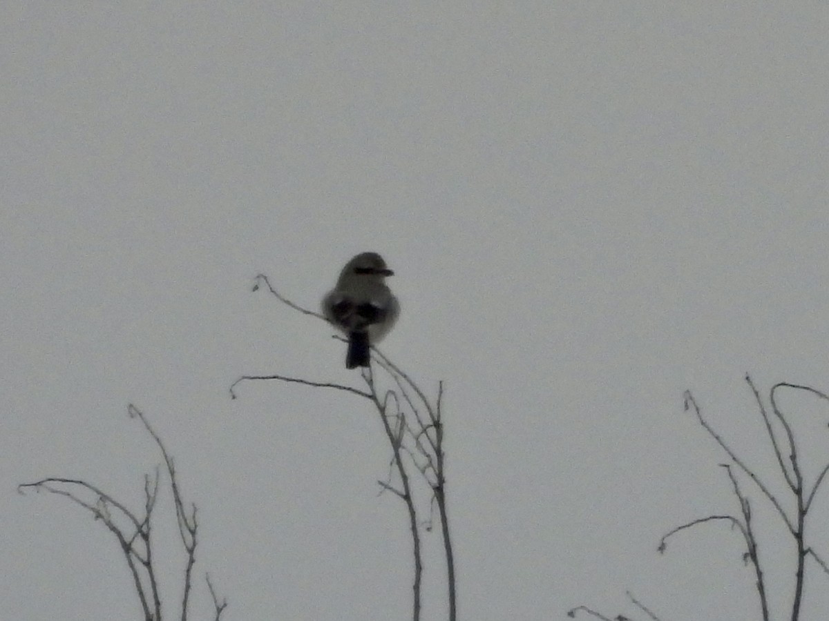 Northern Shrike - ML647480437