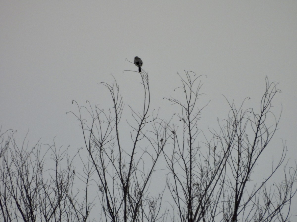 Northern Shrike - ML647480438