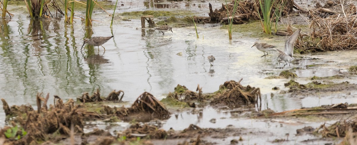 Weißbürzel-Strandläufer - ML647480466