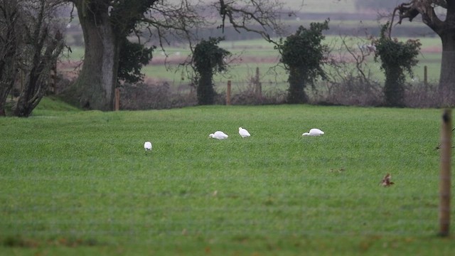 Western Cattle-Egret - ML647480467