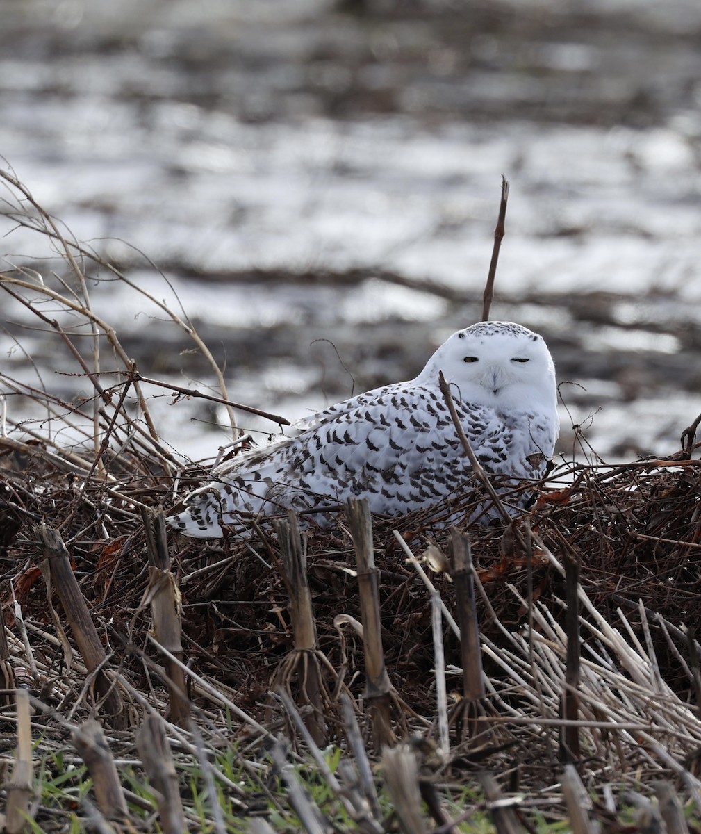 Snowy Owl - ML647480470