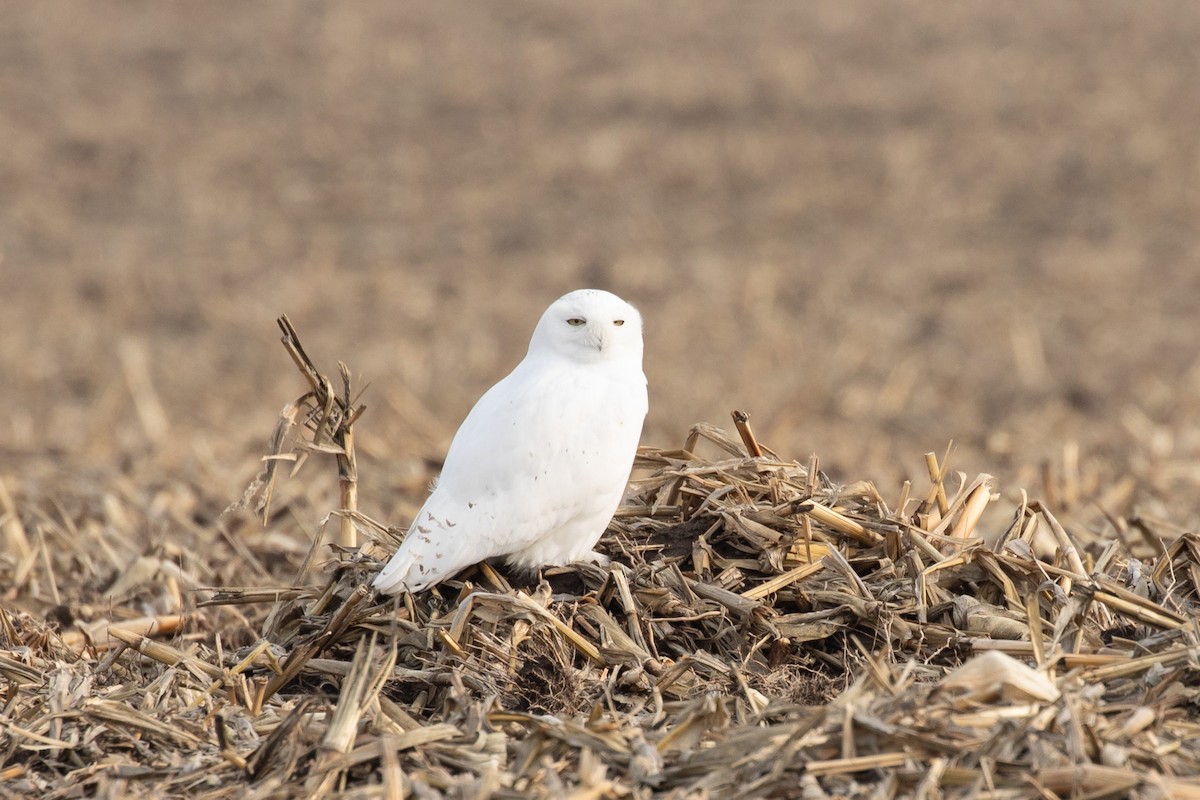 Snowy Owl - ML647480477