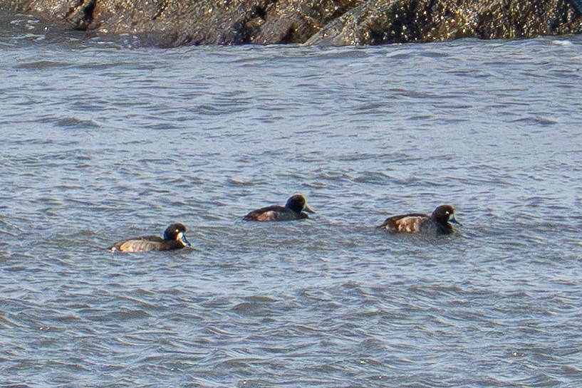 Морская чернеть - ML647480485