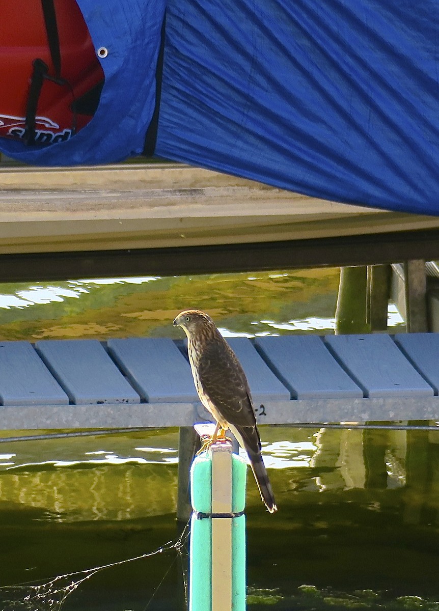 Cooper's Hawk - ML647480510