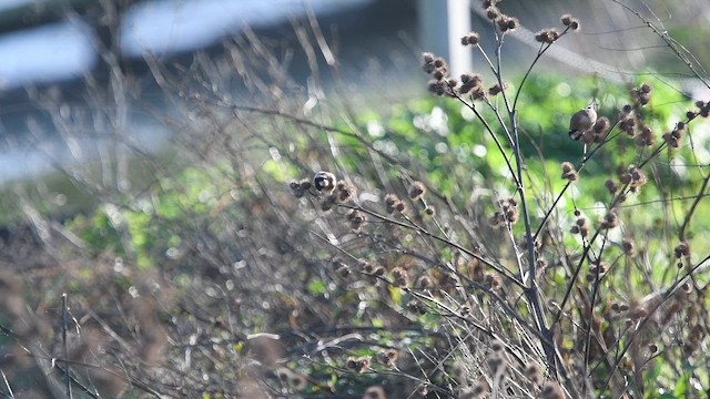 European Goldfinch - ML647480512