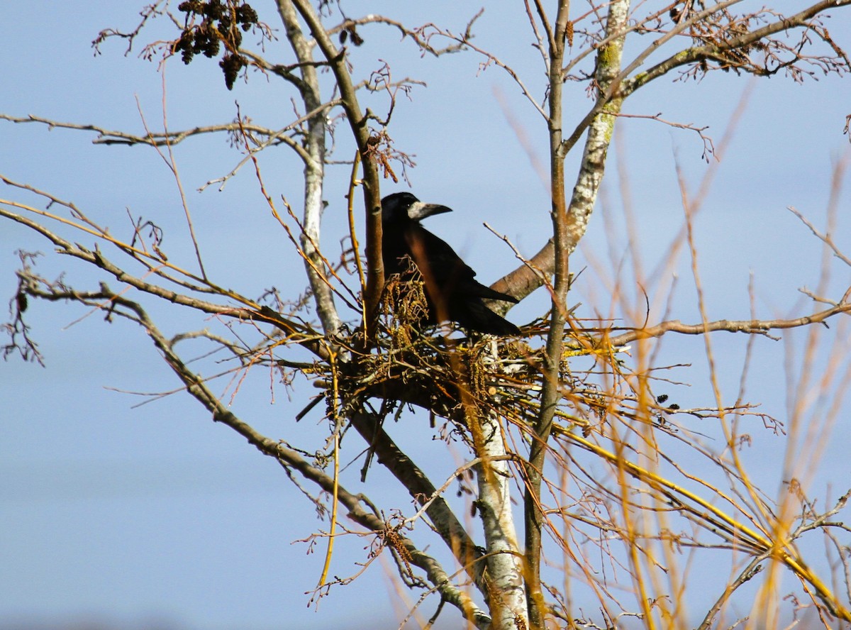 Ekin Kargası - ML647480521