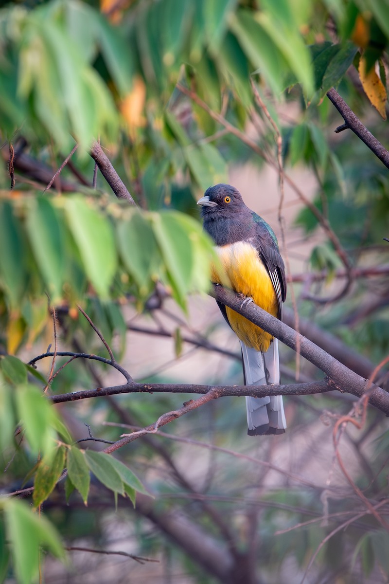 Citreoline Trogon - ML647480522