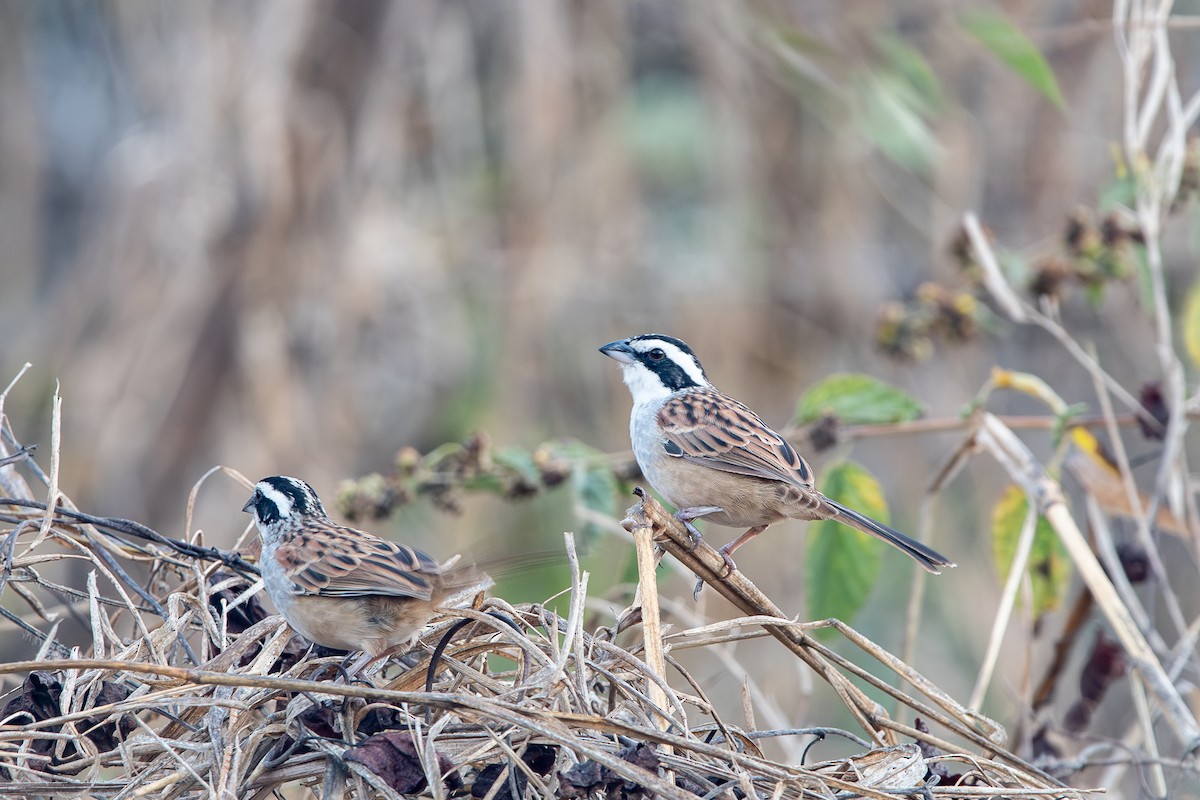 Stripe-headed Sparrow - ML647480531