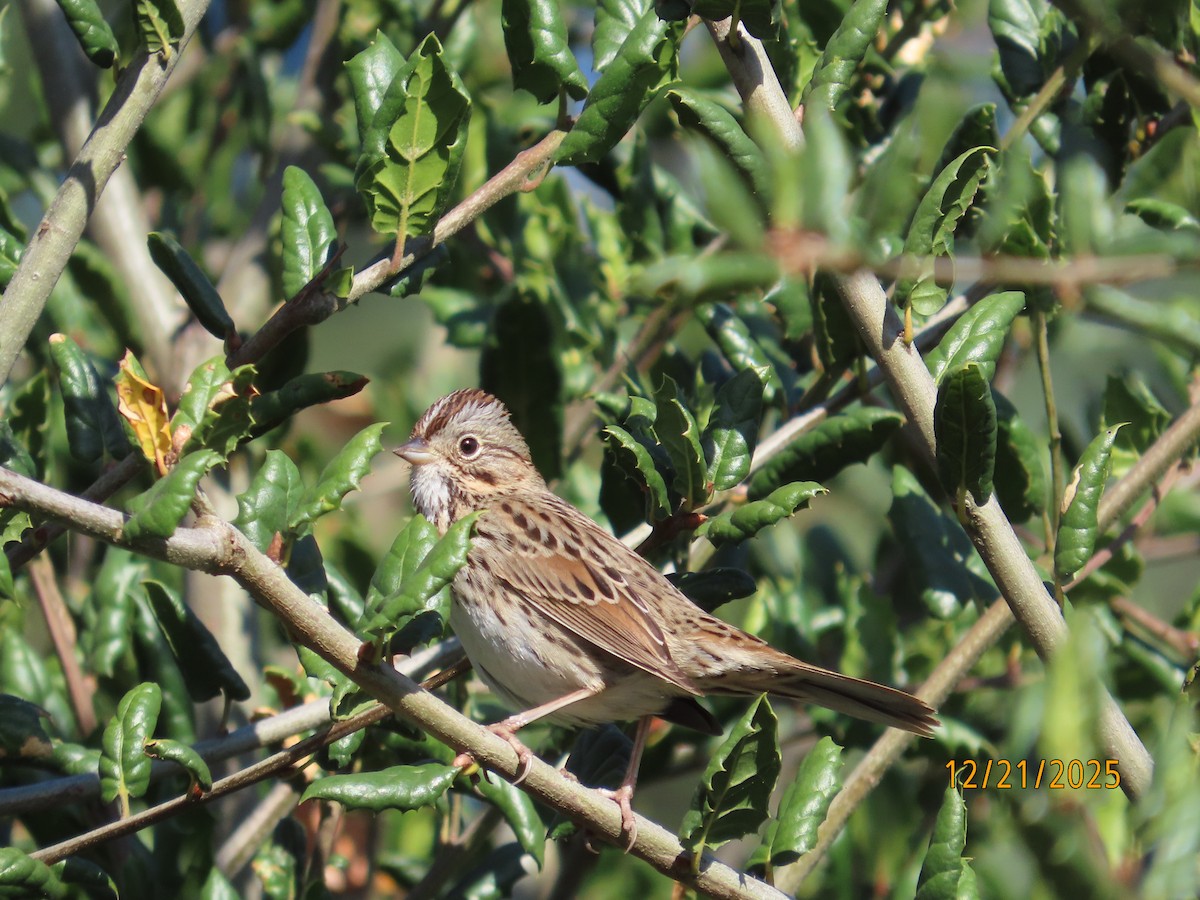 Lincoln's Sparrow - ML647480551