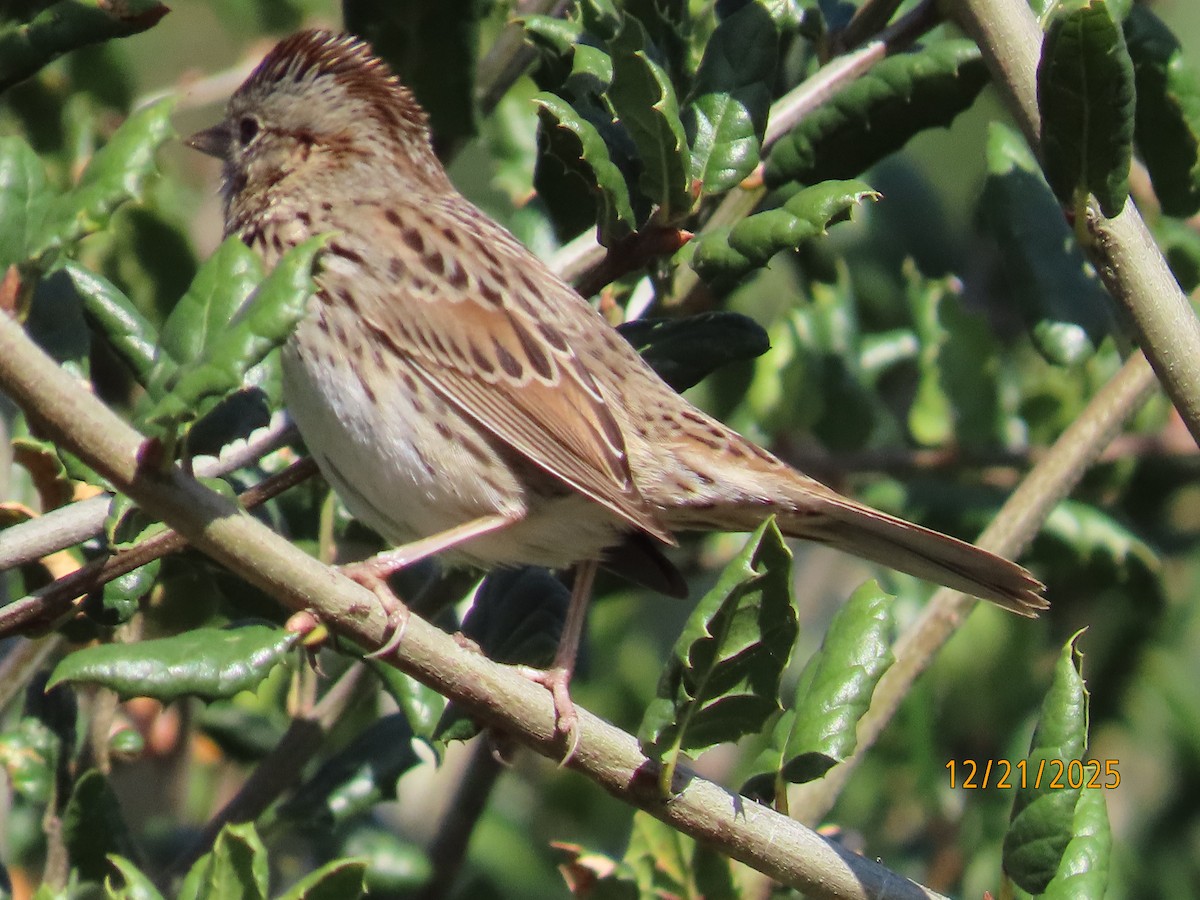 Lincoln's Sparrow - ML647480552