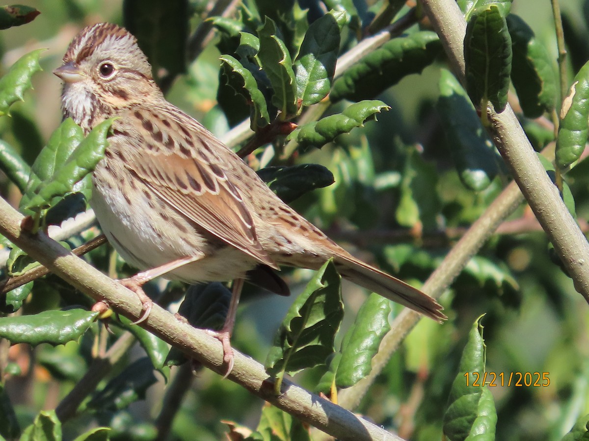 Lincoln's Sparrow - ML647480553