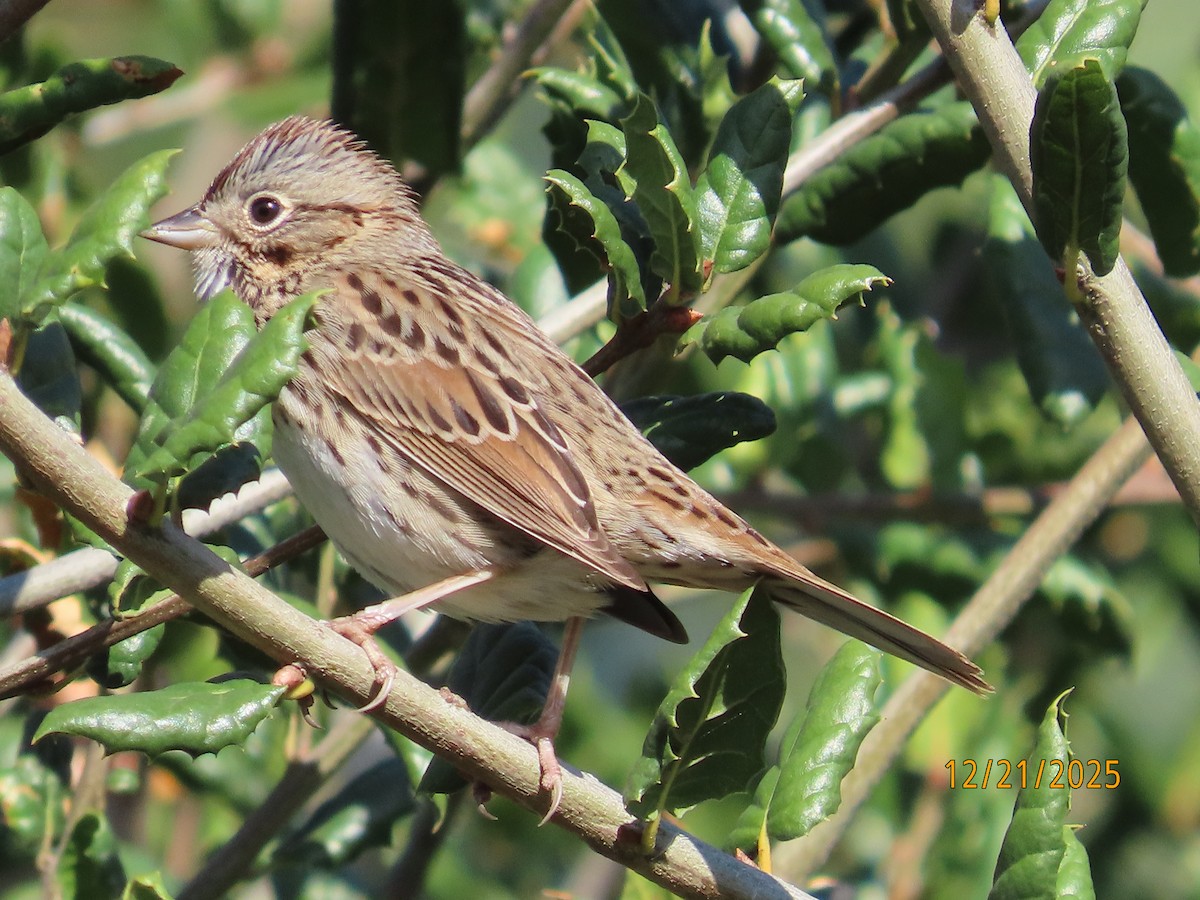 Lincoln's Sparrow - ML647480554