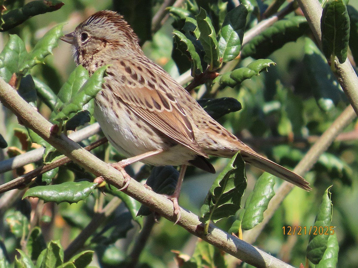 Lincoln's Sparrow - ML647480555