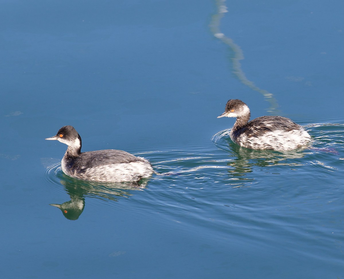 Grèbe à cou noir - ML647480570