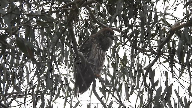 Barking Owl - ML647480573