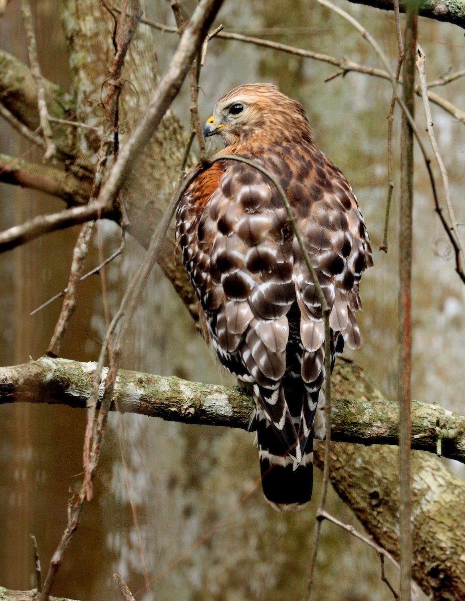 káně páskovaná - ML647480591