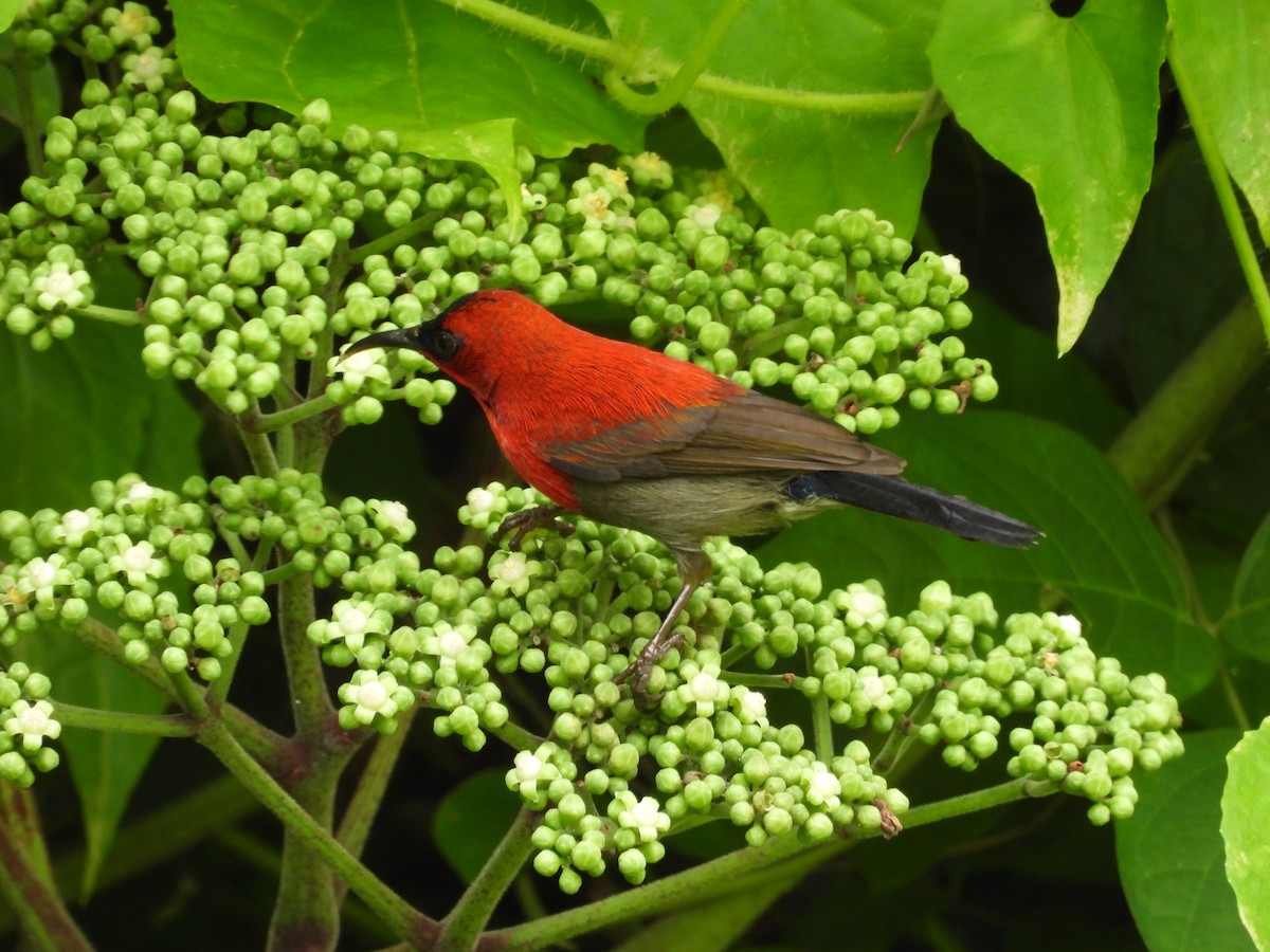 Crimson Sunbird - ML647480598