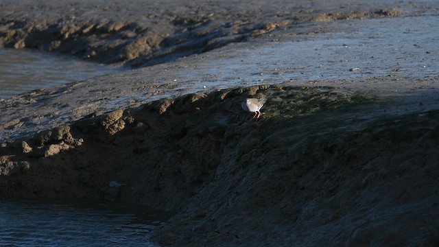 赤足鷸 - ML647480599