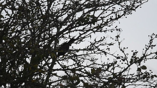 Eurasian Blackbird - ML647480603