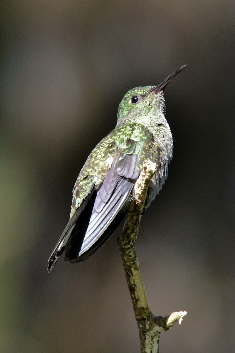 Scaly-breasted Hummingbird - ML647480607