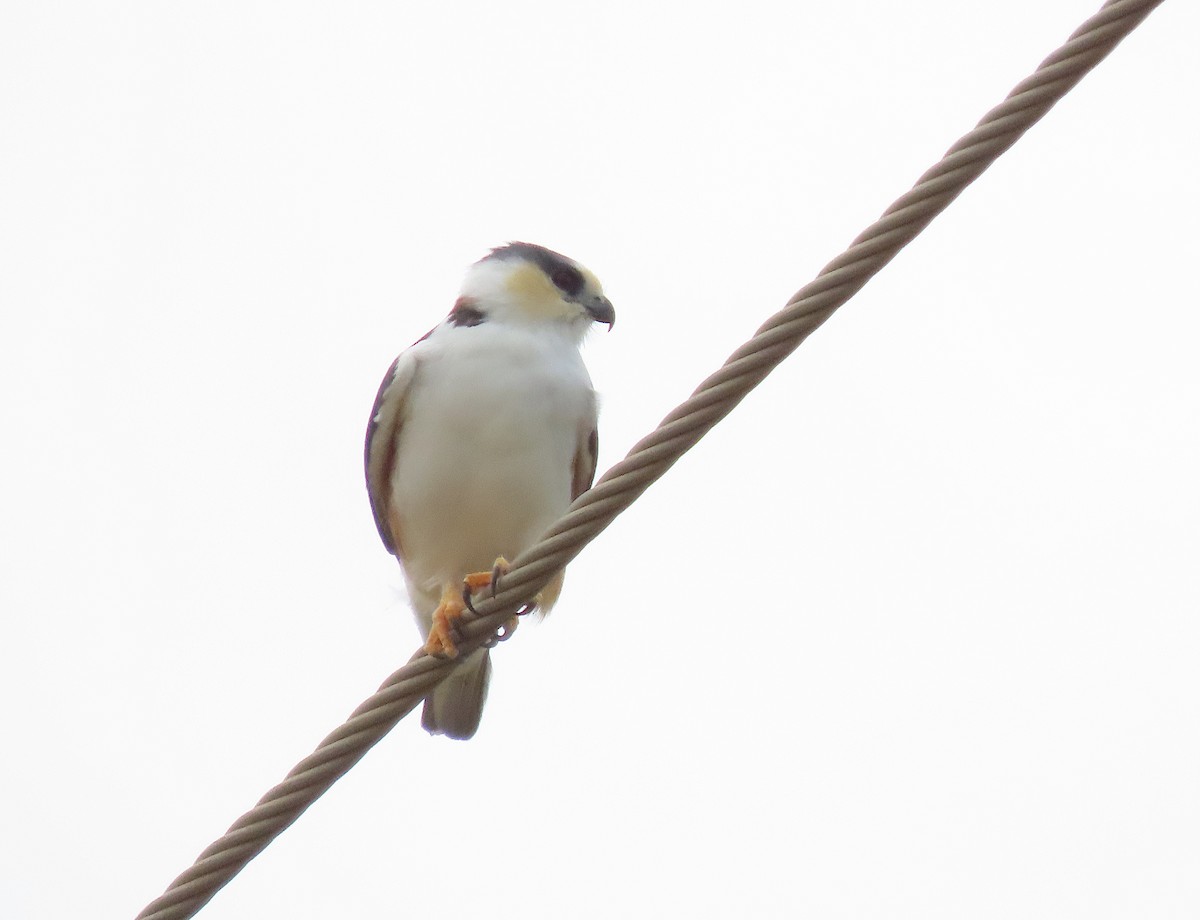 Pearl Kite - ML647480617