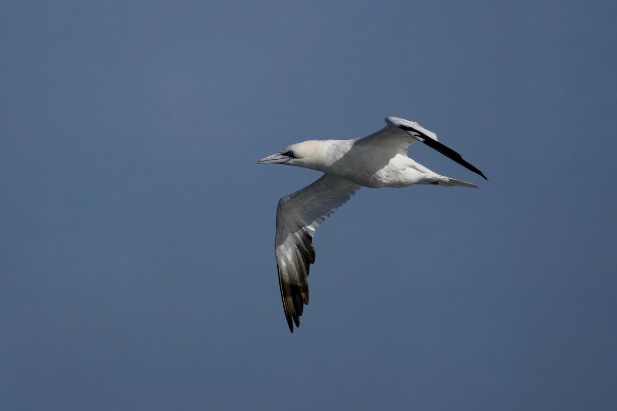 Northern Gannet - ML647480618