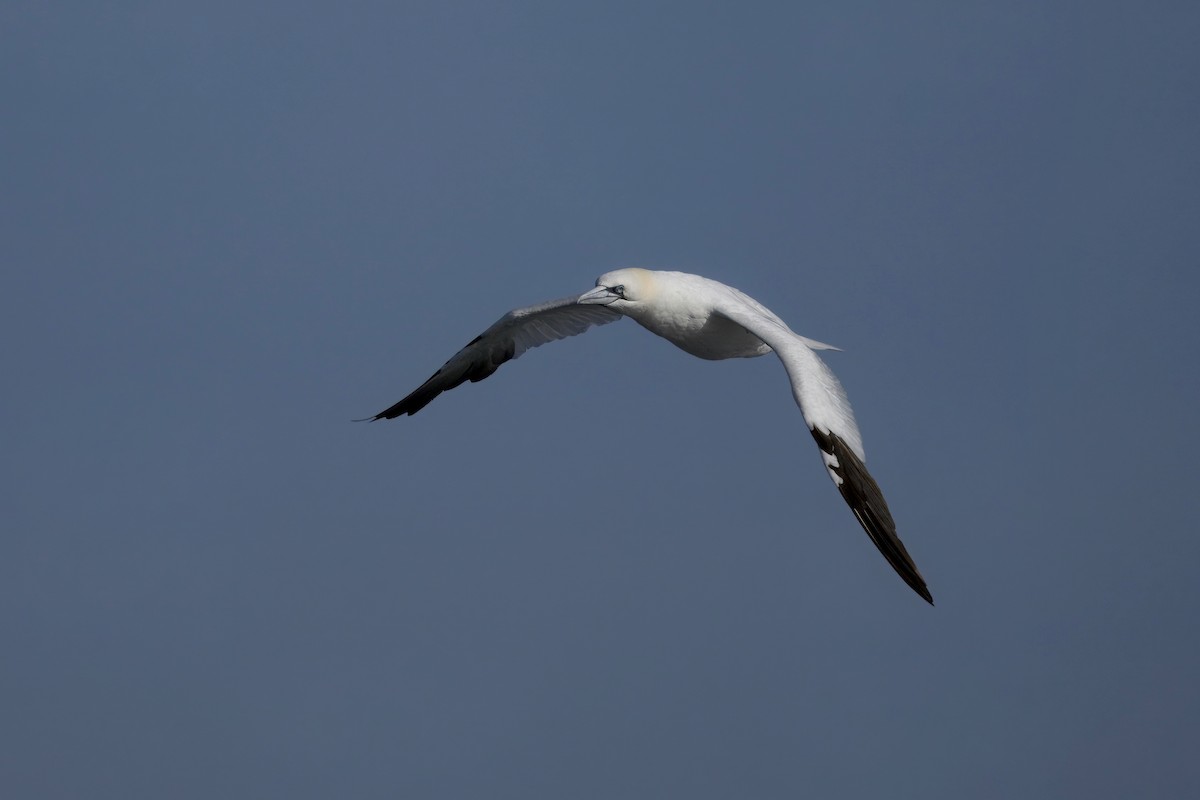 Northern Gannet - ML647480620