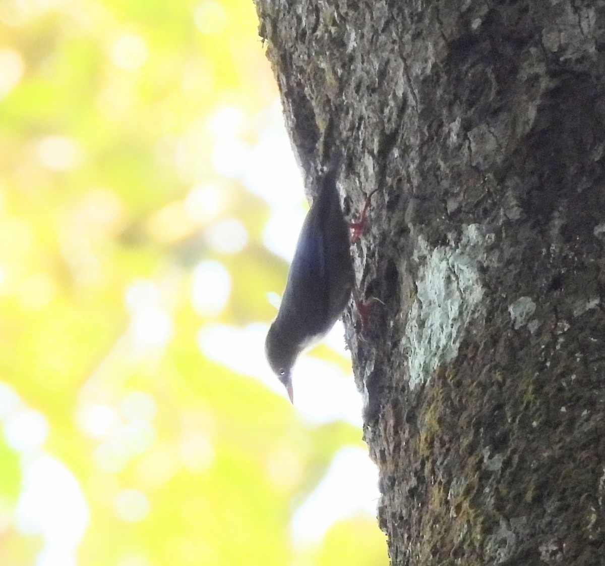 Velvet-fronted Nuthatch - ML647480621