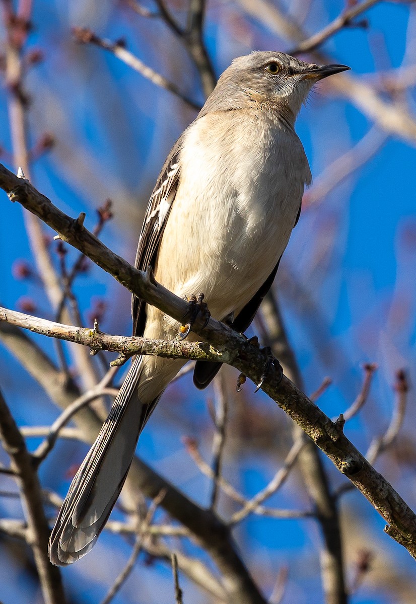 Northern Mockingbird - ML647480634