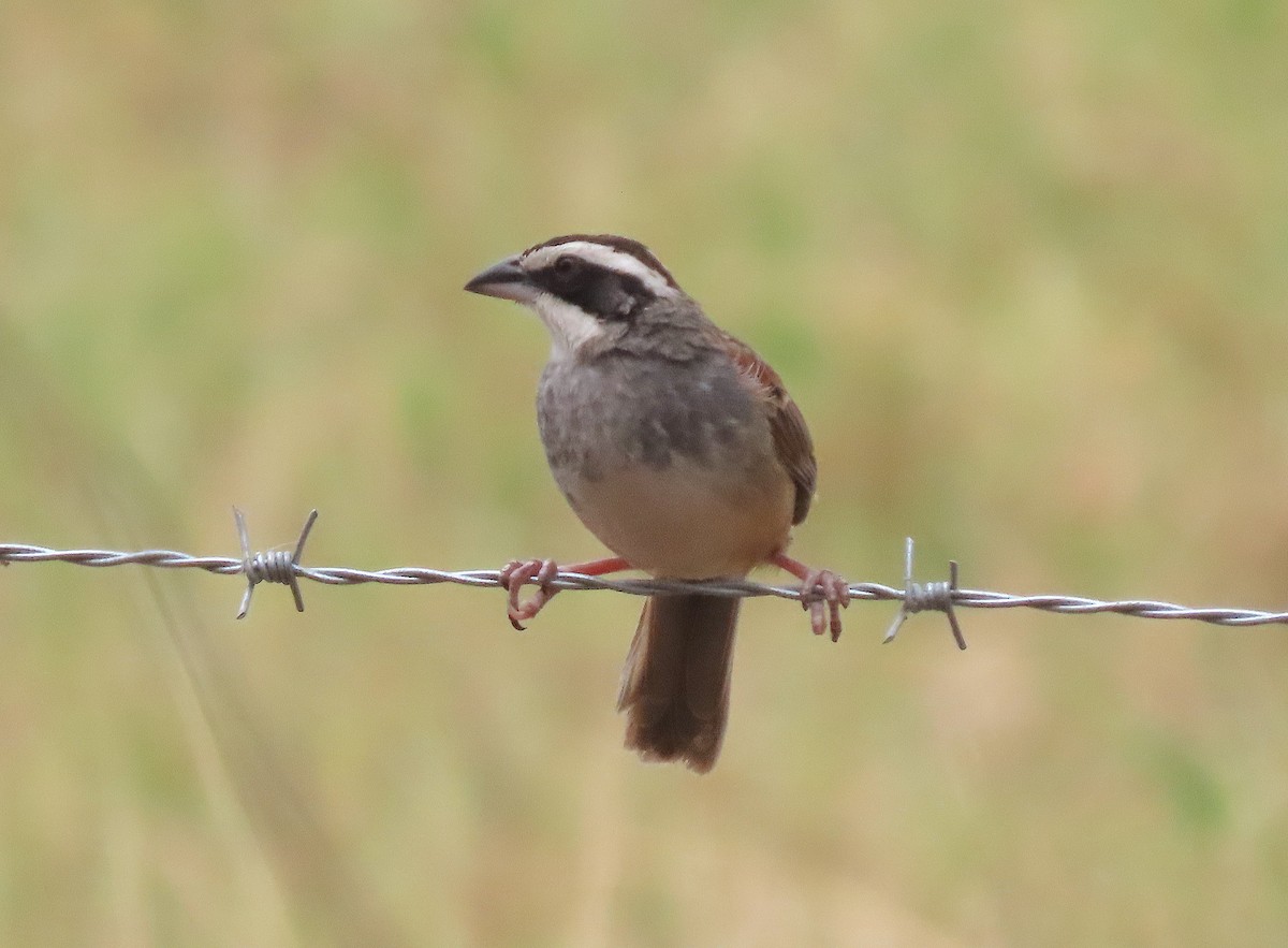 Stripe-headed Sparrow - ML647480635