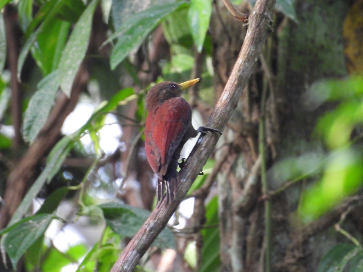 エビチャゲラ - ML647480643