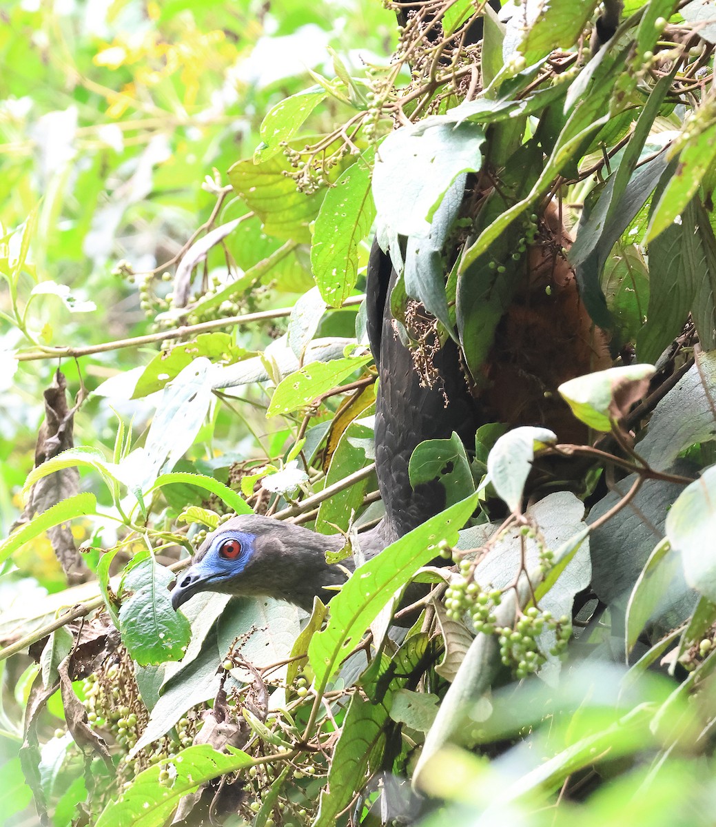 Sickle-winged Guan - ML647480662